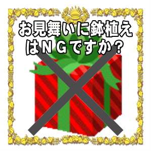 お見舞い品に鉢植えはNGですかなど注意点や花の選び方を解説